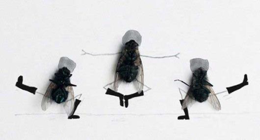 Making Art with Dead Flies