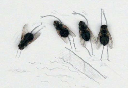 Making Art with Dead Flies