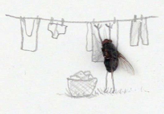 Making Art with Dead Flies