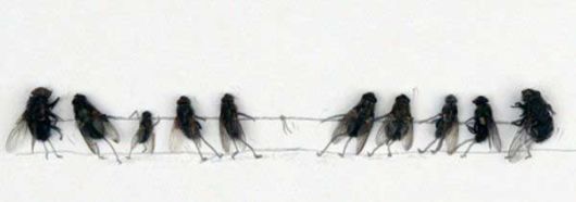Making Art with Dead Flies
