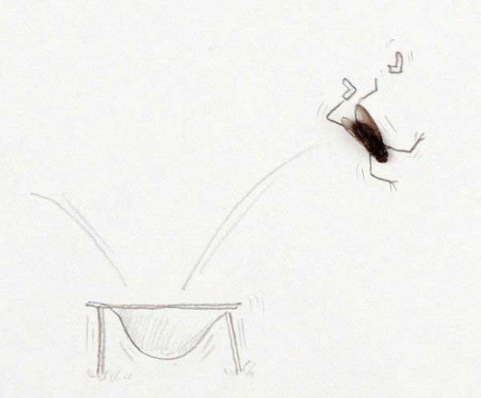 Making Art with Dead Flies