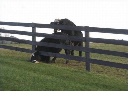 Need A Bit Of Help Hilarious Pictures