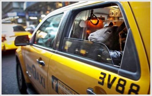 Cool Daily Pictures Fun