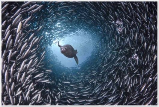 Cool Funny Images Of The Day