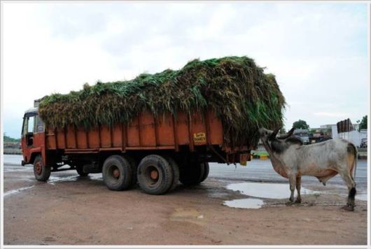 Cool Funny Images Of The Day