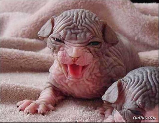 Cool Miscellaneous Pictures Of The Day