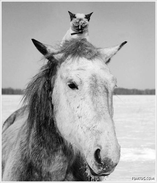 Laugh Over These Cool Funny Pics