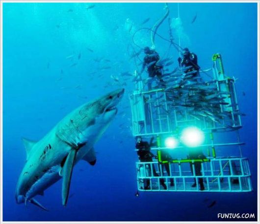 Laugh Over These Cool Funny Pics