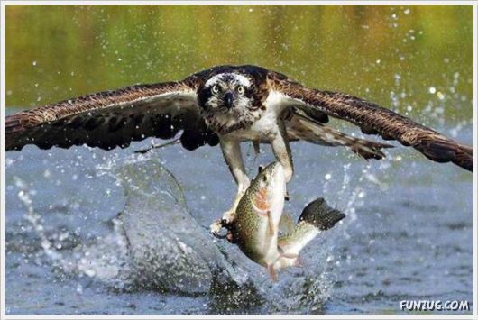 Laugh Over These Cool Funny Pics