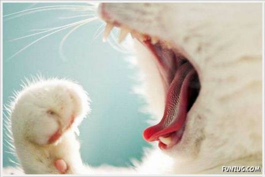 Laugh Over These Cool Funny Pics