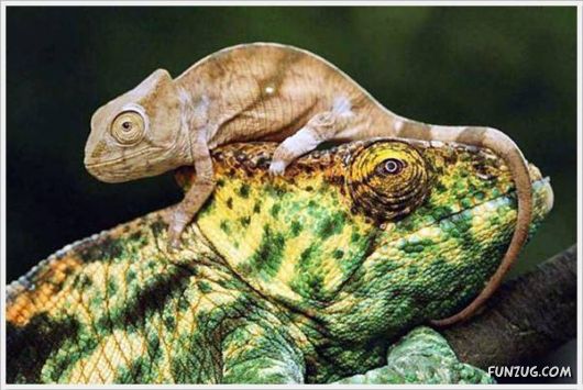 Laugh Over These Cool Funny Pics