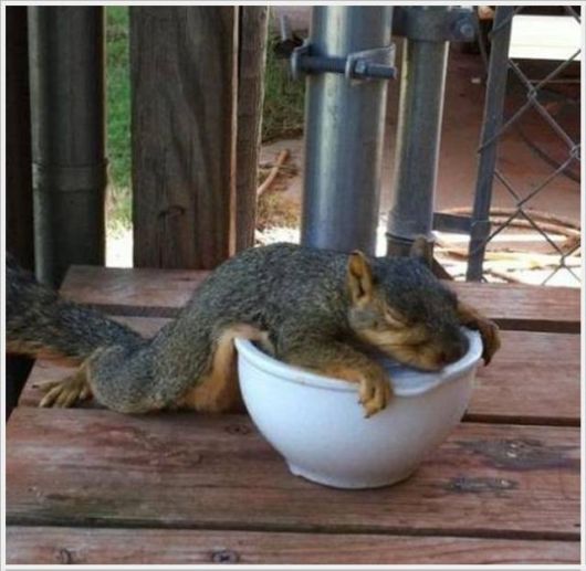 Hot Summers Funny Pictures