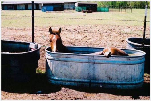 Hot Summers Funny Pictures