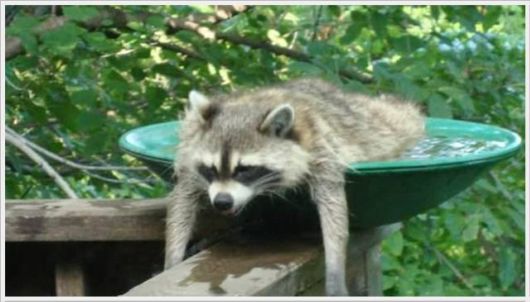 Hot Summers Funny Pictures