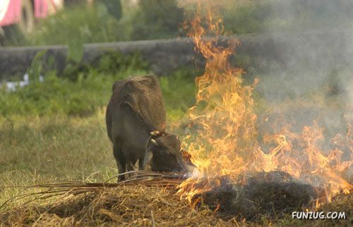 Amazing Pictures From India