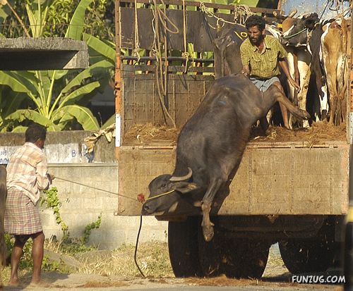 Amazing Pictures From India