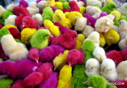 Amazing Pictures From India