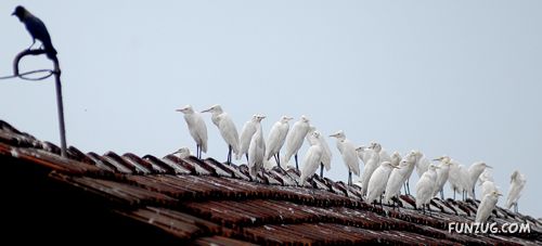 Amazing Pictures From India