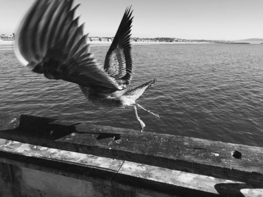 What Makes These Pictures Truly Unique?