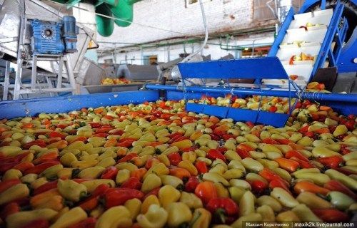 How The Canned Vegetables Are Made