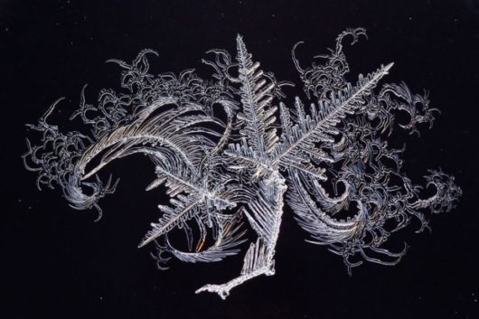 Winners Of The National Geographic Photo Contest