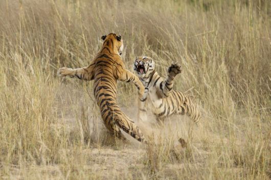 Winners Of The National Geographic Photo Contest