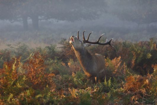 Winners Of The National Geographic Photo Contest