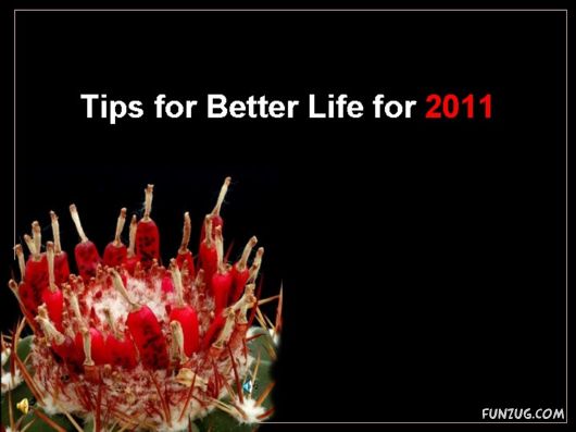 Most Beautiful Cactus Plants