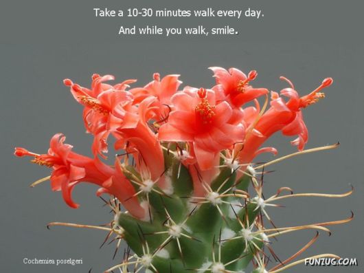 Most Beautiful Cactus Plants