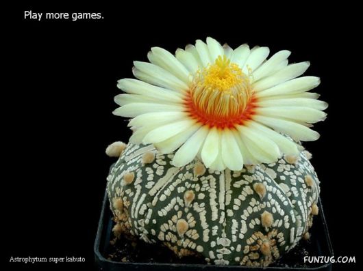 Most Beautiful Cactus Plants