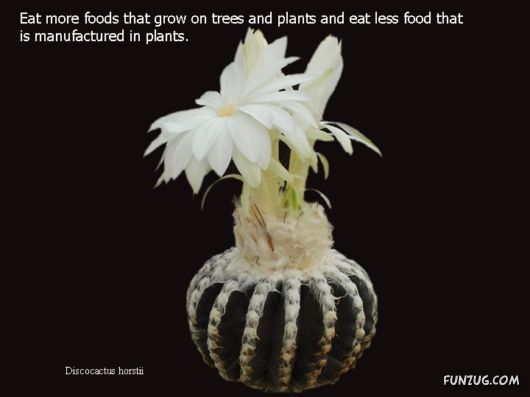 Most Beautiful Cactus Plants