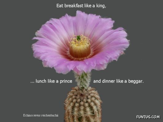 Most Beautiful Cactus Plants