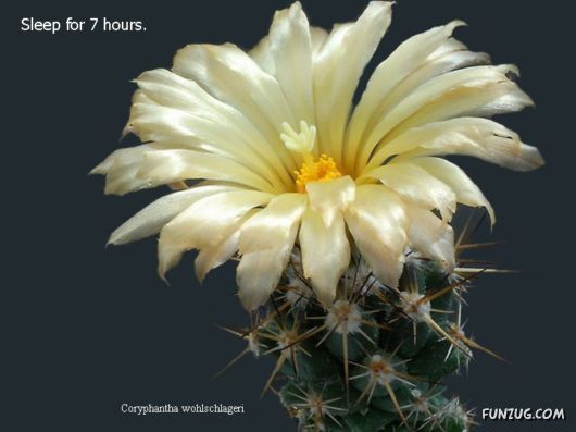 Most Beautiful Cactus Plants