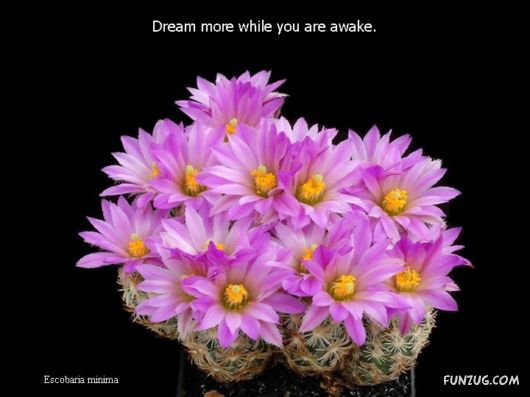 Most Beautiful Cactus Plants
