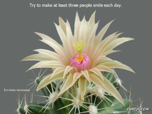 Most Beautiful Cactus Plants