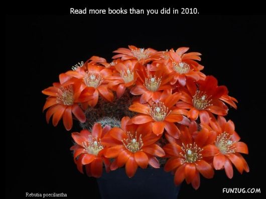 Most Beautiful Cactus Plants