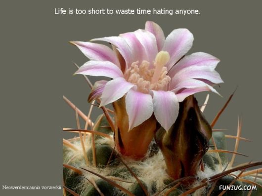 Most Beautiful Cactus Plants