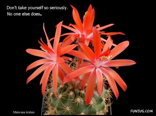 Most Beautiful Cactus Plants