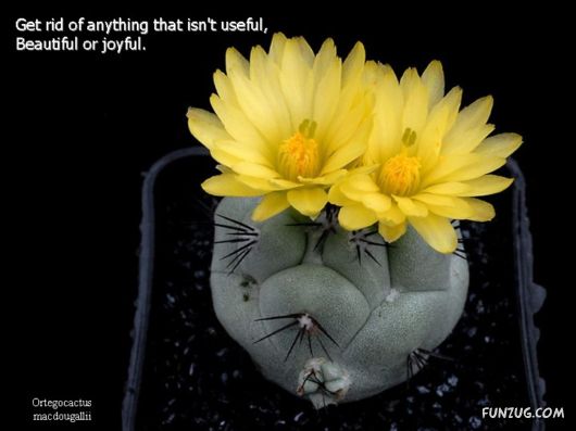 Most Beautiful Cactus Plants