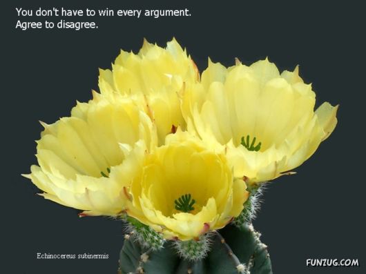 Most Beautiful Cactus Plants