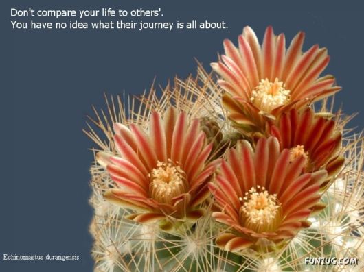 Most Beautiful Cactus Plants