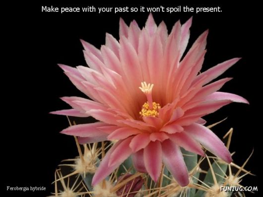 Most Beautiful Cactus Plants