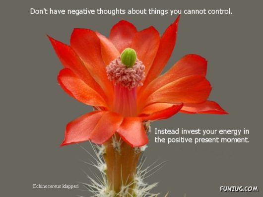 Most Beautiful Cactus Plants