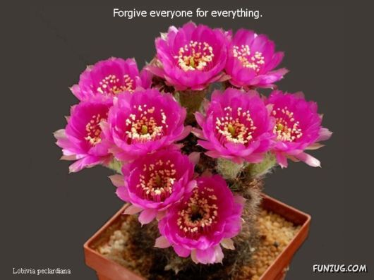 Most Beautiful Cactus Plants