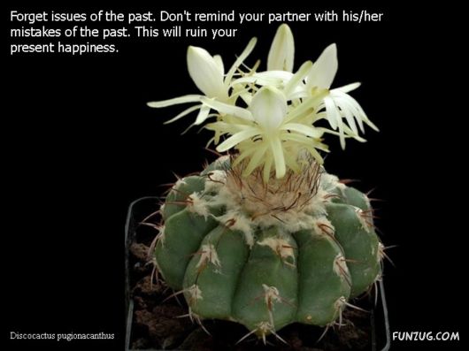 Most Beautiful Cactus Plants