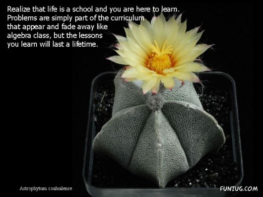 Most Beautiful Cactus Plants