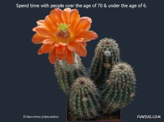 Most Beautiful Cactus Plants