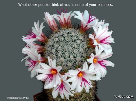 Most Beautiful Cactus Plants