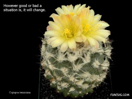 Most Beautiful Cactus Plants