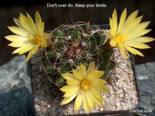 Most Beautiful Cactus Plants